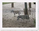 Dierentuin Burgers  Zoo 076 * 3648 x 2736 * (6.93MB)